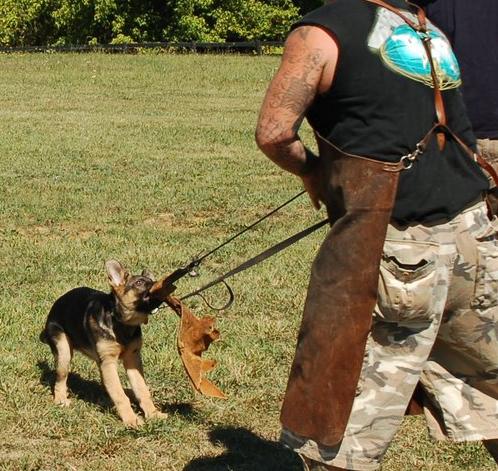 Kally and Winner Pup