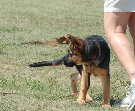 Kally and Winner Pup